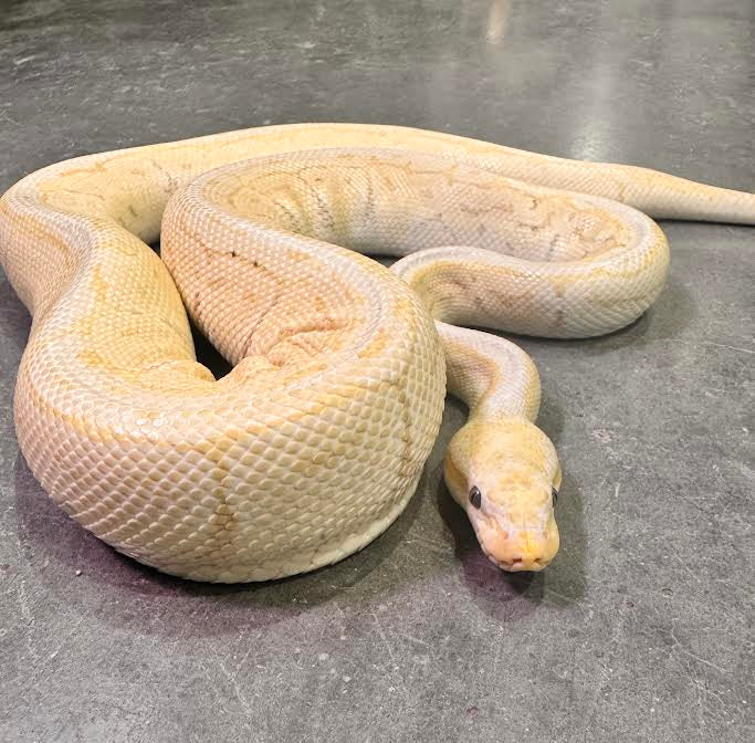 Banana Pinstripe Ball Python - Male - Adult - #32539