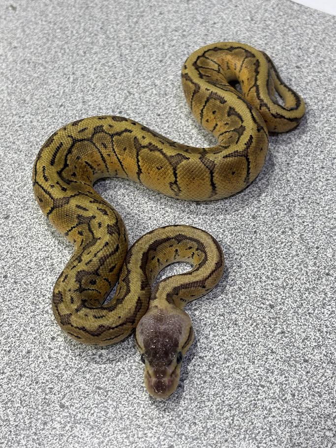 Pastel Pinstripe Ball Python - Female - Baby