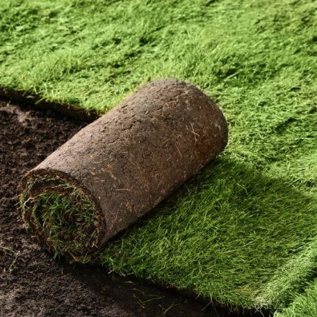 TifTuf Sod - Per Sq Ft