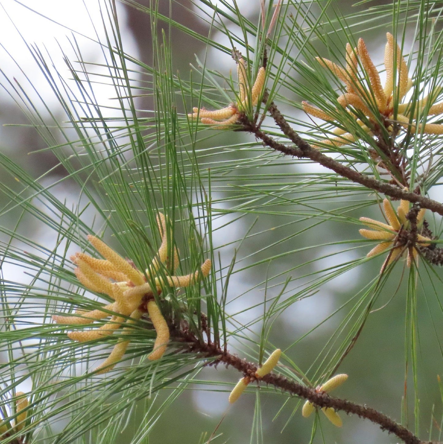 Pine 'Loblolly' - 5 Gallon - #31515