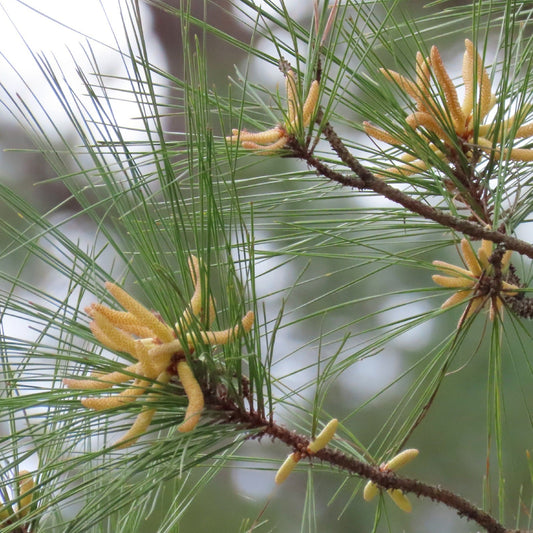 Loblolly Pine - 15 Gallon - #31512