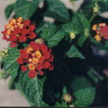Lantana 'Dallas Red' - 5 Gallon - #929