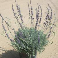 Lavender 'Goodwin Creek' - 5 Gallon - #19132