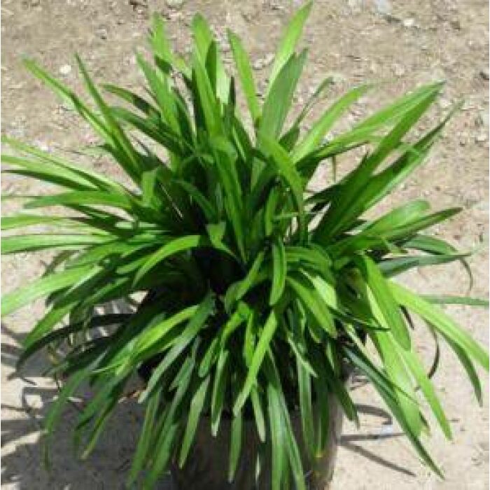 Liriope 'Big Blue' - 1 Gallon - #1360