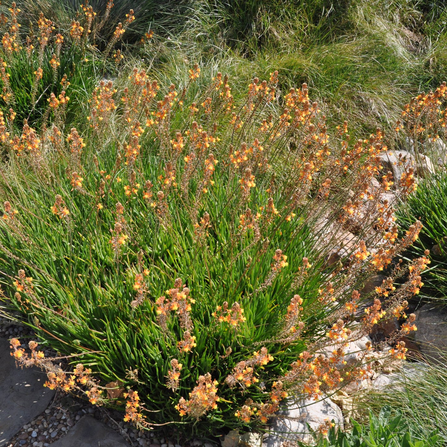 Bulbine 'Orange' - 5 Gallon - #31958