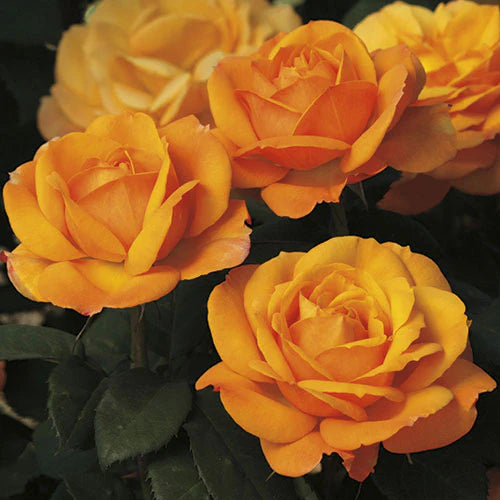Rose Good As Gold - Grandiflora - TNP - #27440