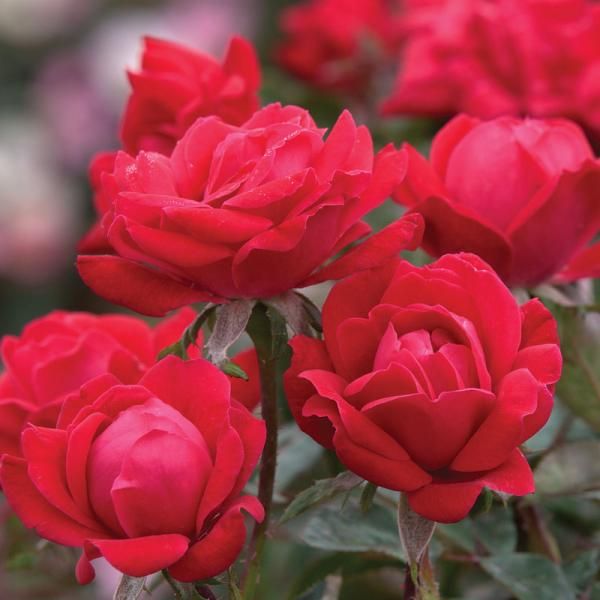 Double Knock Out Red Rose - 1 Gallon - #32107
