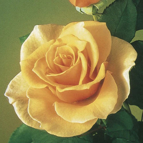 Rose Tree Brandy - 36" - 15 Gallon - #32586