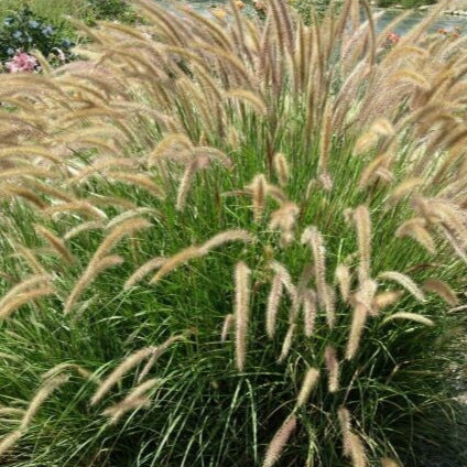 Grass Fountain - 1 Gallon - #856