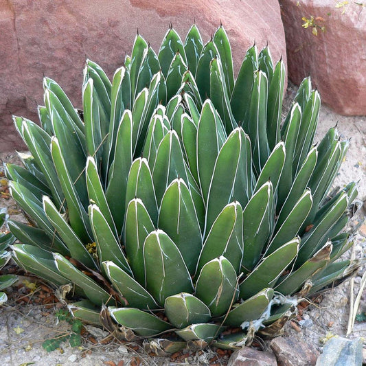 Agave 'Victoria' - 3 Gallon - #8831