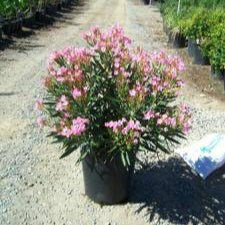 Oleander 'Petite Pink' - 1 Gallon - #579