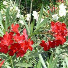 Red Oleander Tree - 5 Gallon - #27947