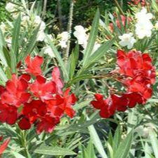 Oleander 'Shrub Red' - 15 Gallon - #27515