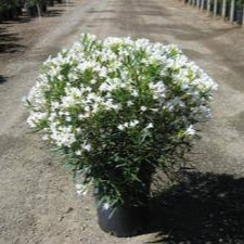 Petite White Oleander - 1 Gallon - #19522