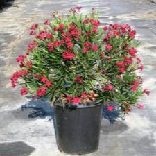 Little Red Oleander - 5 Gallon - #3468