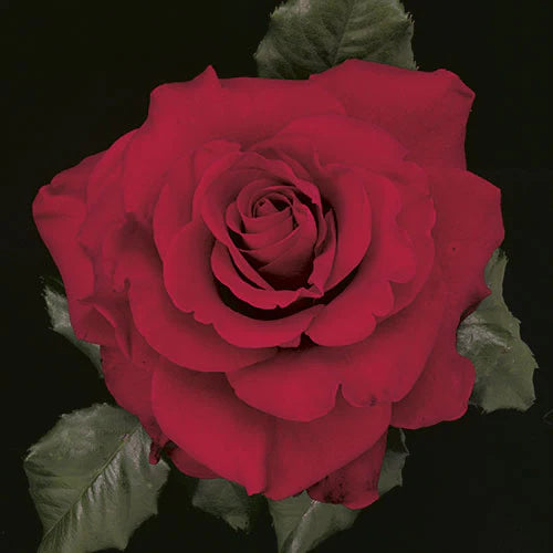 Rose In the Mood - Hybrid Tea - TNP - #27425