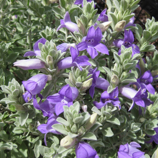 Arizona Blue Bells - 3 Gallon - #32876