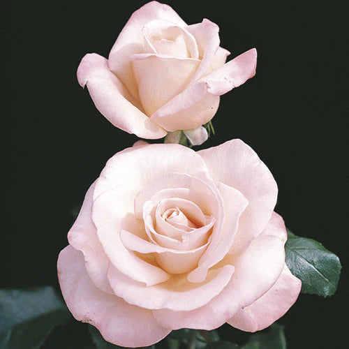 Rose New Zealand - Hybrid Tea - TNP - #25700