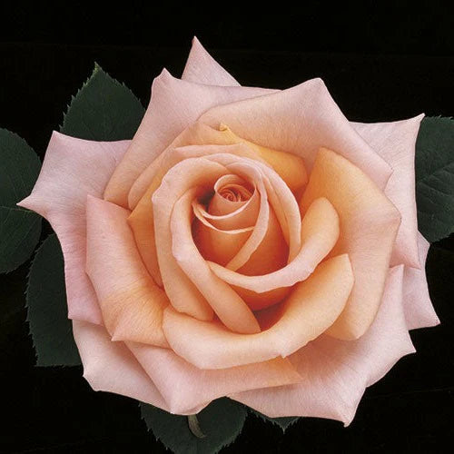 Rose Sunset Celebration - Hybrid Tea - TNP - #27458