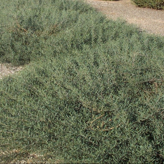 Acacia 'Desert Carpet' - 1 Gallon - #31955