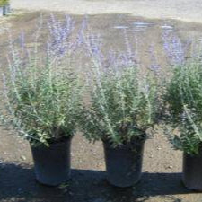 Russian Sage - 1 Gallon - #1176