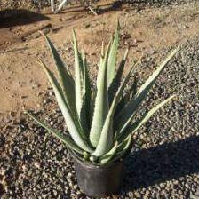 Aloe Vera - 1 Gallon - #6284