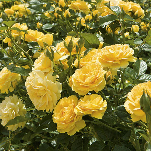 Rose Julia Child - Floribunda - #27809