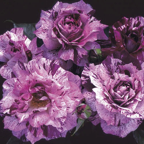 Rose Purple Tiger - Floribunda - TNP - #25703