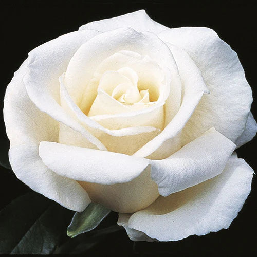 Rose Full Sail - Hybrid Tea - TNP - #27466