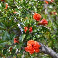 Pomegranate Wonderful Dwarf - 5 Gallon - #28966