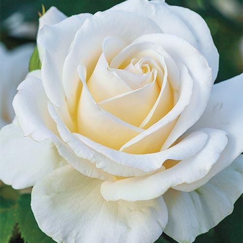 Rose Easy Spirit - Floribunda - TNP - #25687