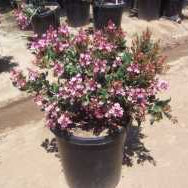 Indian Hawthorn 'Pink Lady' - 5 Gallon - #595
