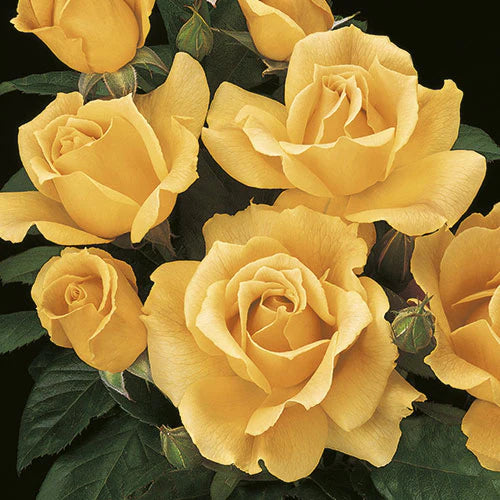 Rose Easy Going - Floribunda - TNP - #27434
