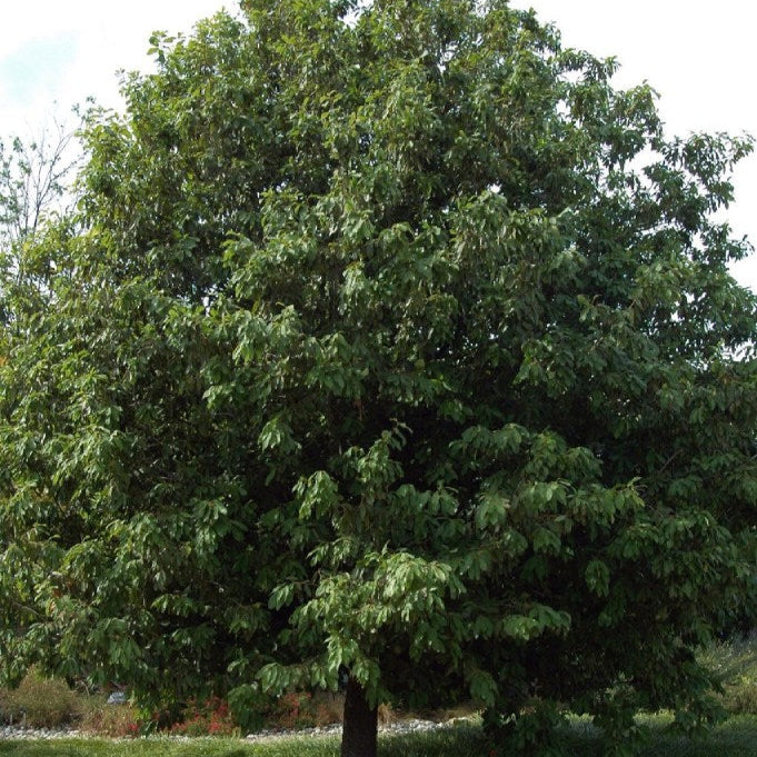 Empire Live Oak - 15 Gallon - #31740