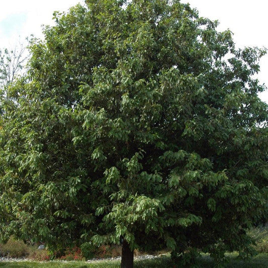 Empire Live Oak - 15 Gallon - #31740