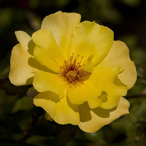 Rose Golden Showers - Climber - TNP - #27807