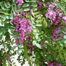 Locust 'Purple Robe' - 15 Gallon - #27665