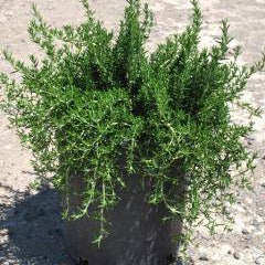 Trailing Rosemary - 5 Gallon - #1395