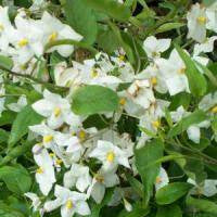 White Potato Vine - 1 Gallon - #311