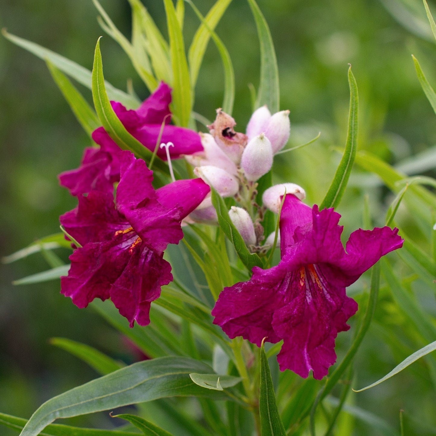 Sweet Bubba Desert Willow - MLT - 5 Gallon - #32767