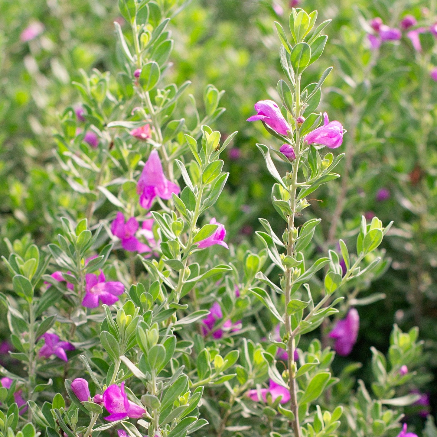 Green Cloud Texas Ranger Sage - 5 Gallon - #1327