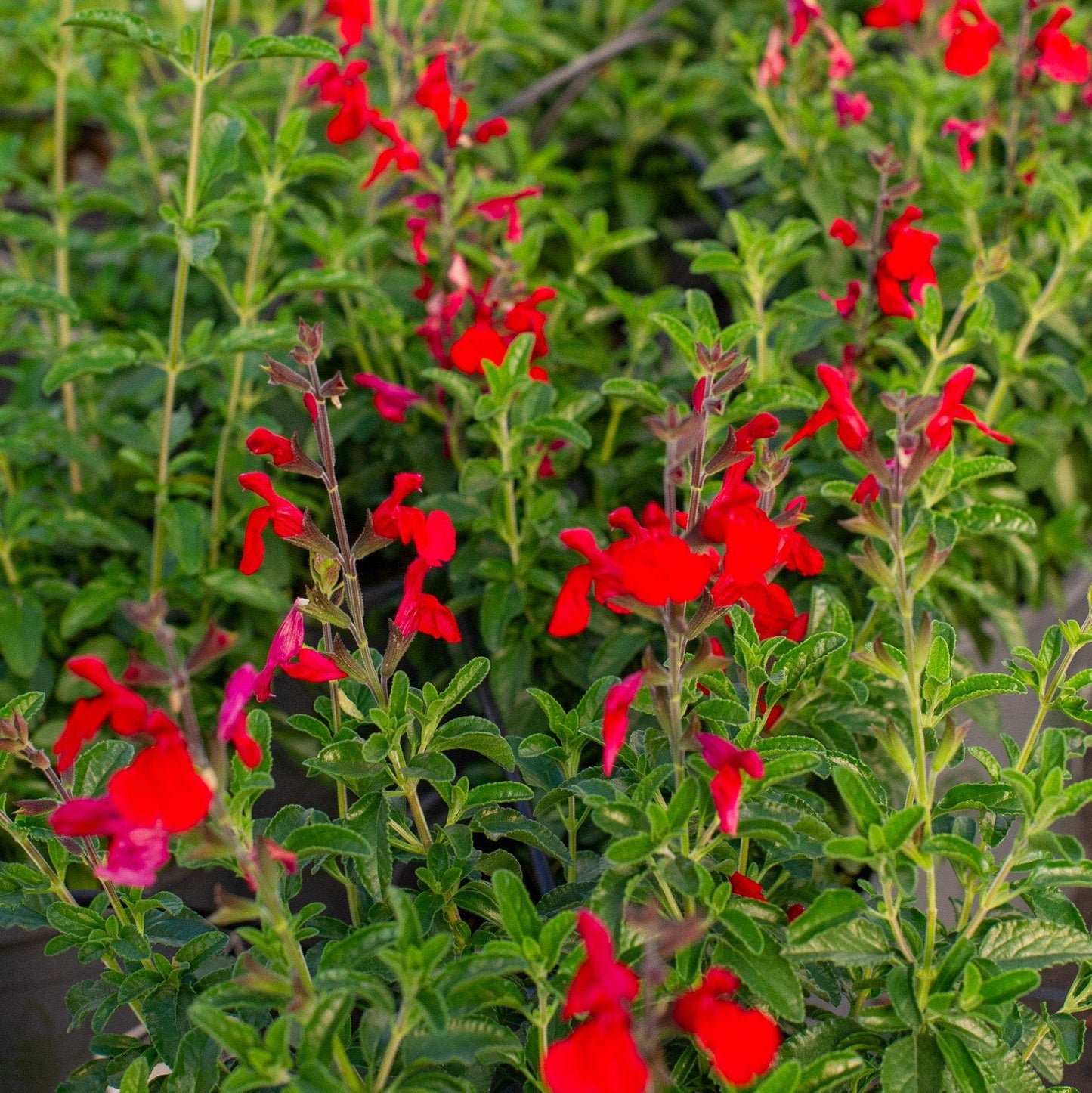 Radio Red Salvia or Autumn Sage - 5 Gallon - #