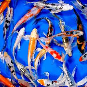 Assorted Fish Koi Butterfly - #12168