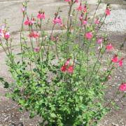 Salvia 'Hot Lips' - 5 Gallon - #19286