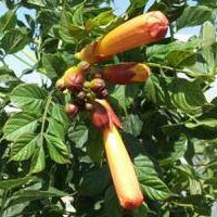 Trumpet Vine 'Yellow' Staked - 5 Gallon - #28097