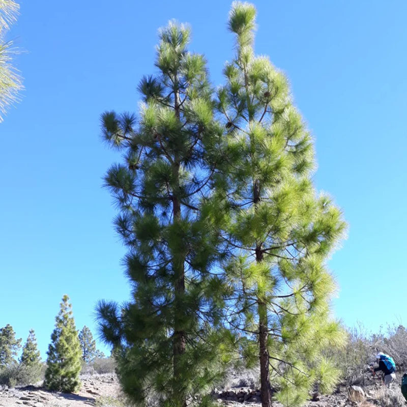 Canary Island Pine - 24" Bag - #30264