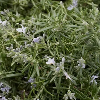 Rosemary 'Huntington Carpet' - 1 Gallon - #16741
