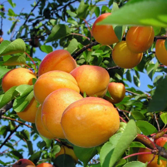 Tilton Apricot Ultra Dwarf - 5 Gallon - #26199