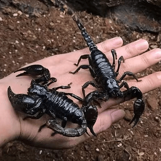 Asian Forest Scorpion - #29906