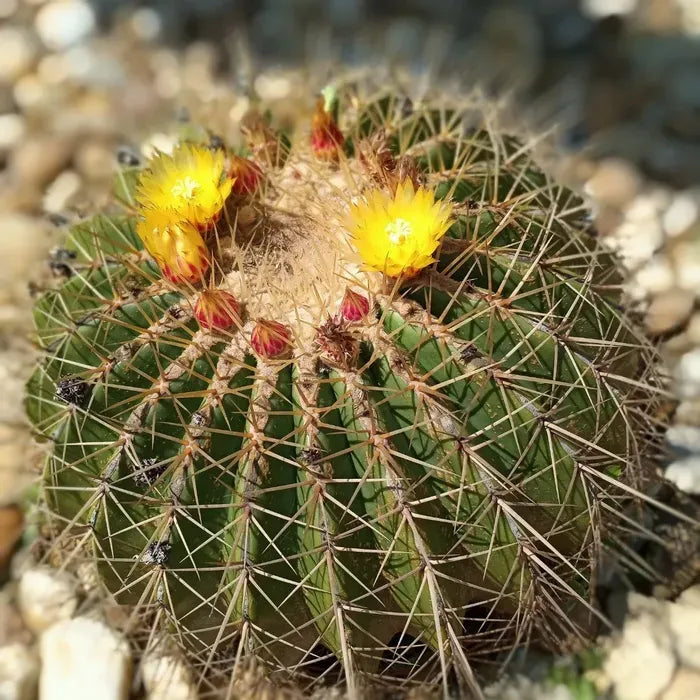 Golden Barrel Cactus - 5 Gallon - #551